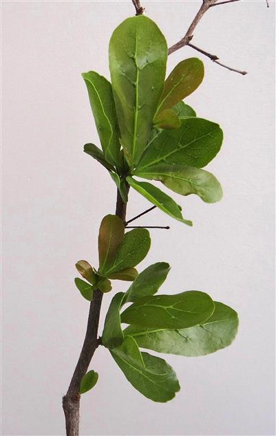 Terminalia neonatiala